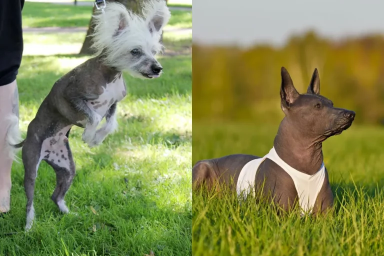 Cães Sem Pelos