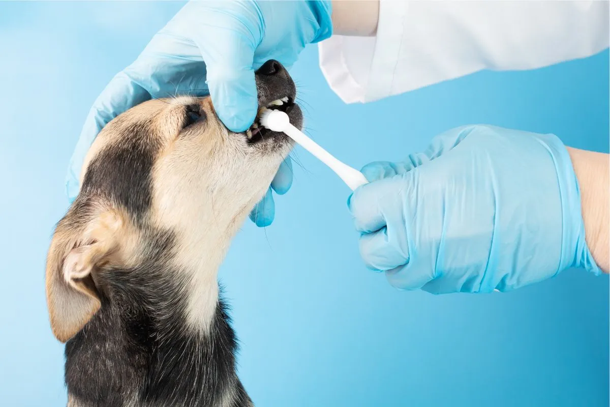 Dentes do Seu Cachorro: Dicas Valiosas do Veterinário