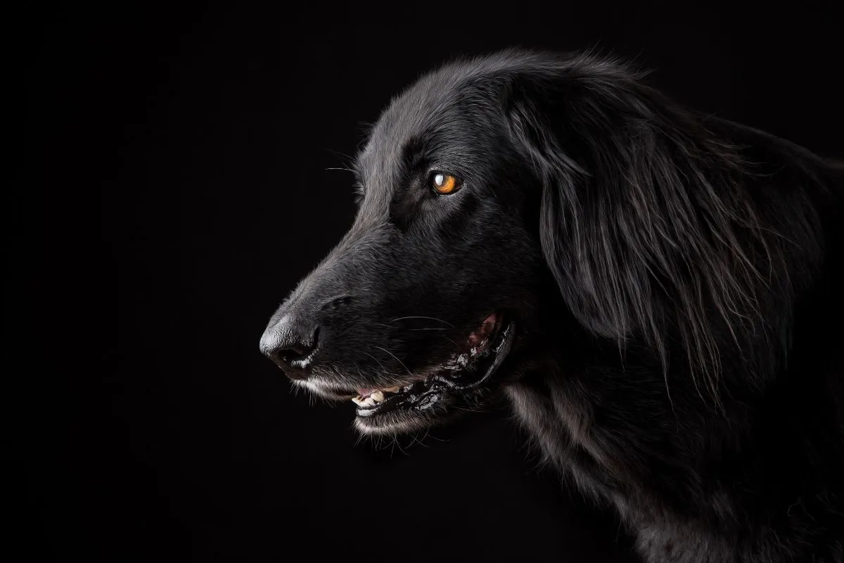 Sonhos com Cães Pretos