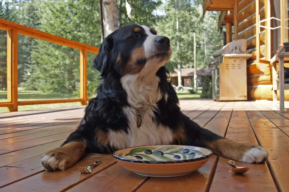 Alimentos que Prejudicam a Saúde dos Cães