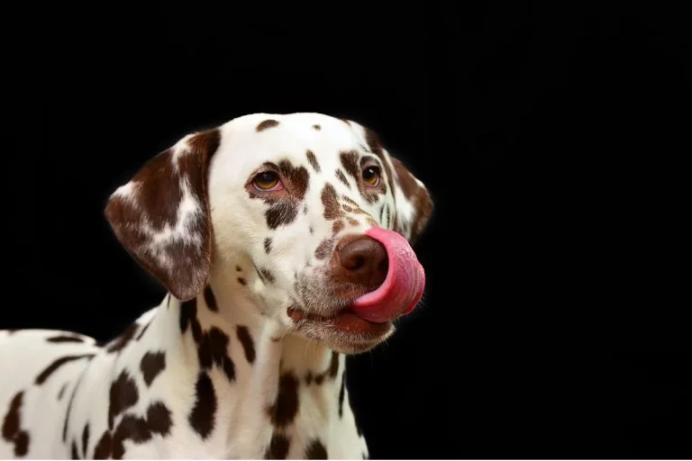 Beleza dos Cachorros de Cor Exótica