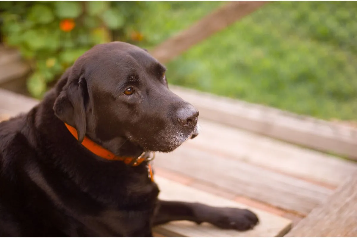 Bem-Estar para Cães Idosos: Seu Melhor Amigo Bem e Feliz