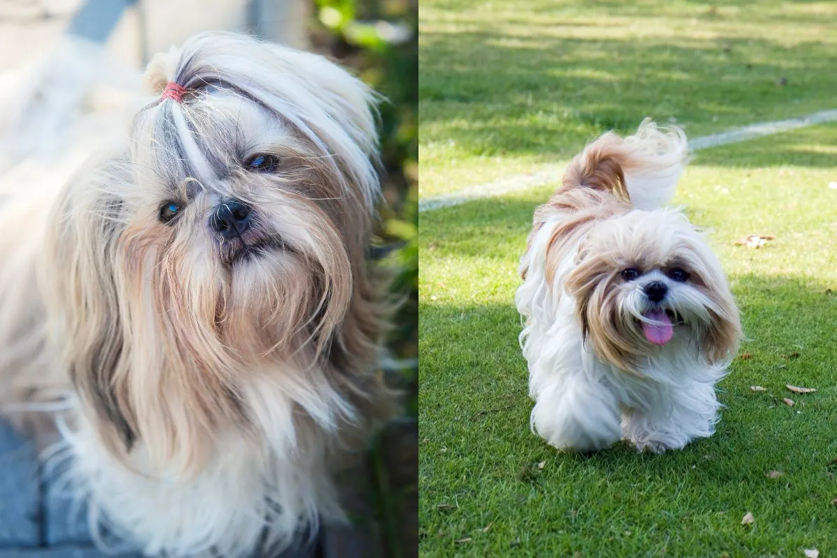 Conhecendo Melhor a Raça Shih Tzu! Personalidade e Cuidados