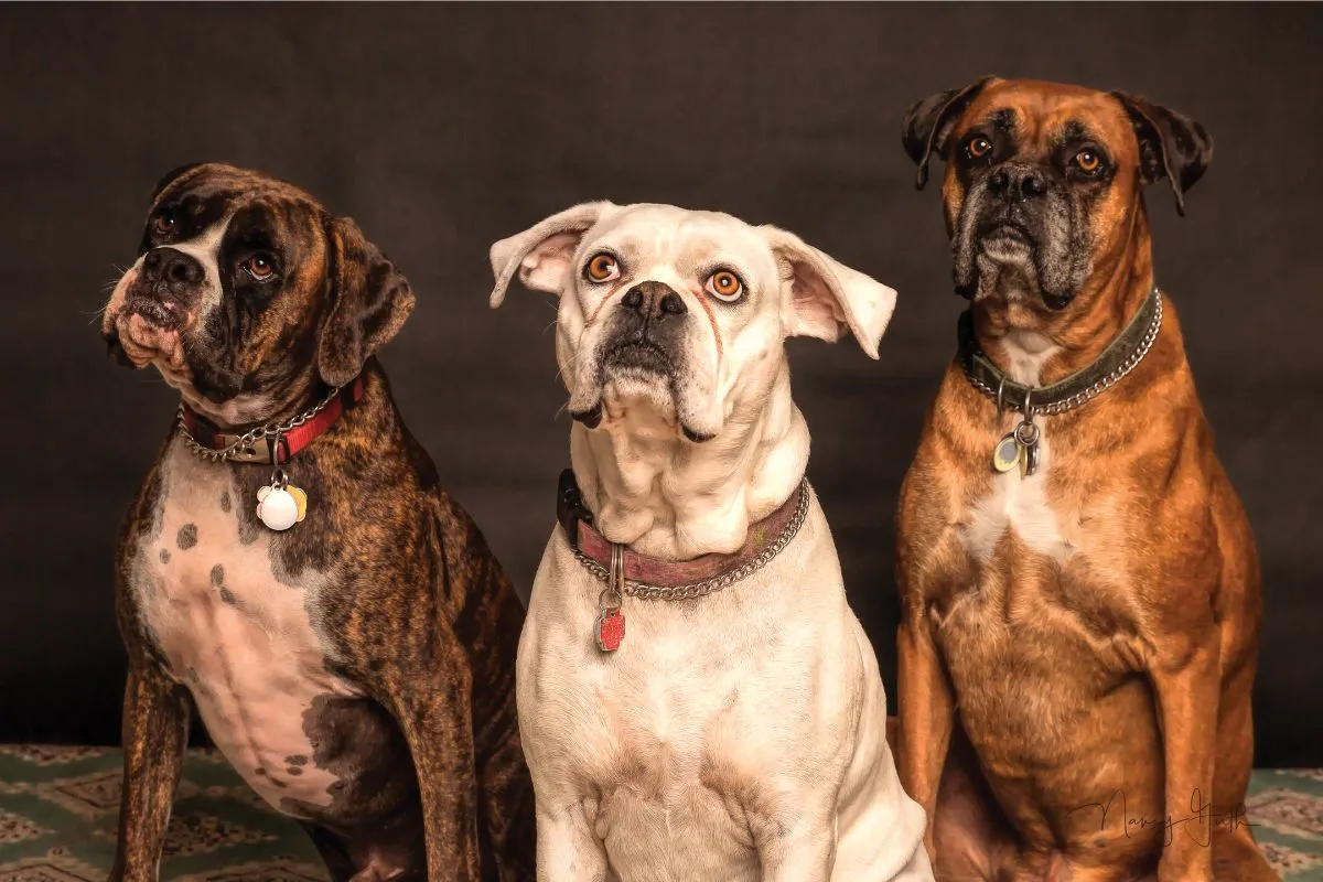 Desvendando o Mistério: Cachorros Não Enxergam Cores?