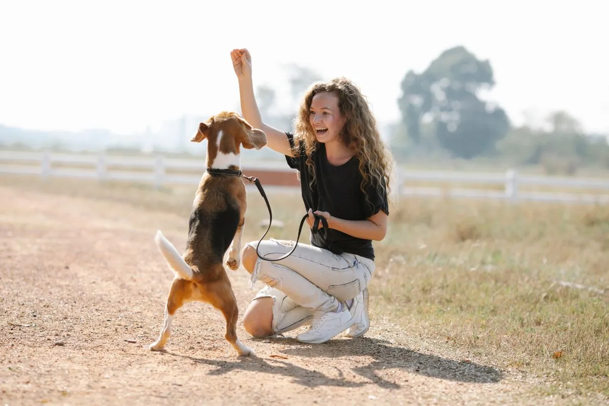 Guia Completo Ensinando Comandos Simples para Cachorros