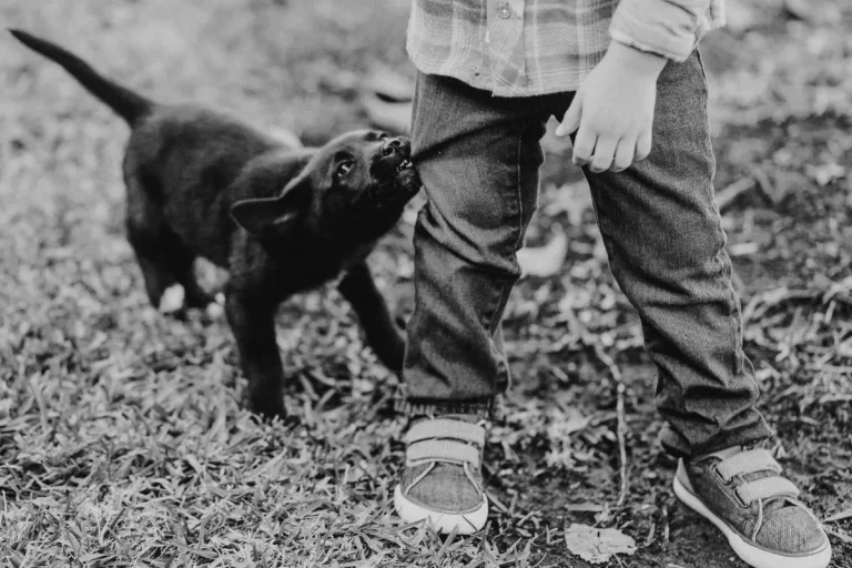 Ensinar Seu Filhote a Parar de Morder: Estratégias Eficazes