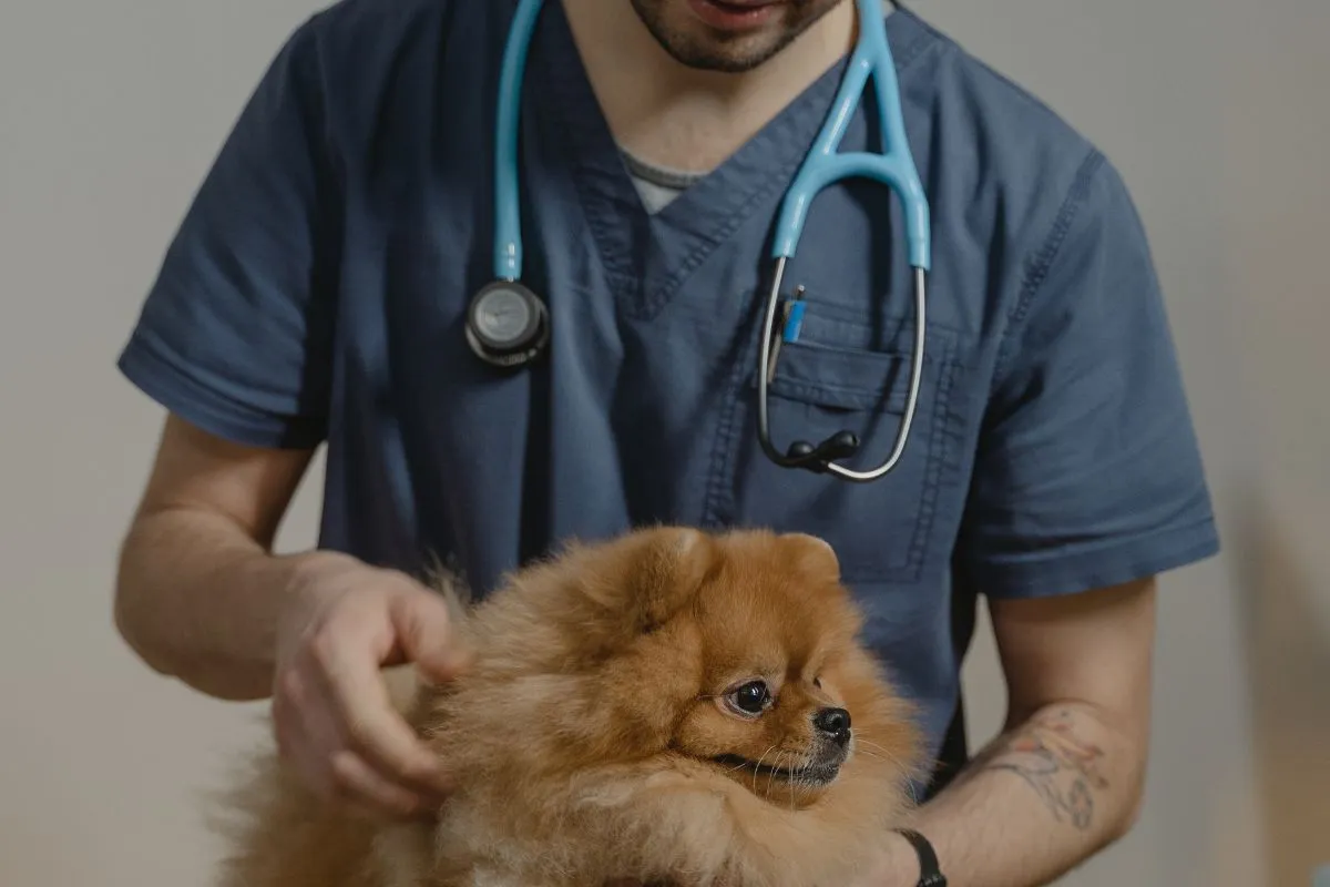 Levando seu Cão ao Veterinário, Um Processo sem Estresse