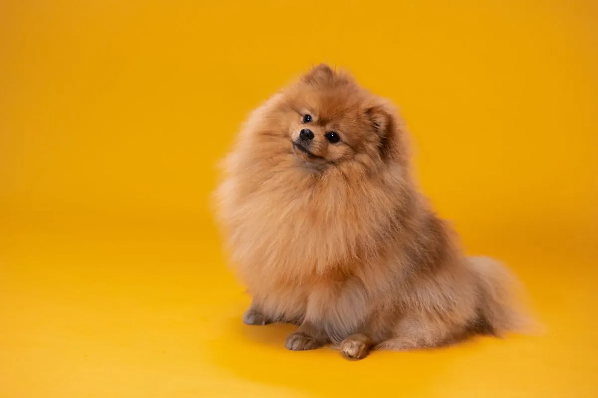 Lulu da Pomerânia: Dicas para uma Vida Longa e Feliz!