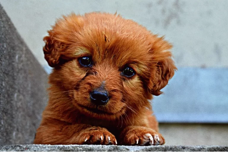 Novo Amigo Peludo! Como Cuidar de Filhotes de Cachorro