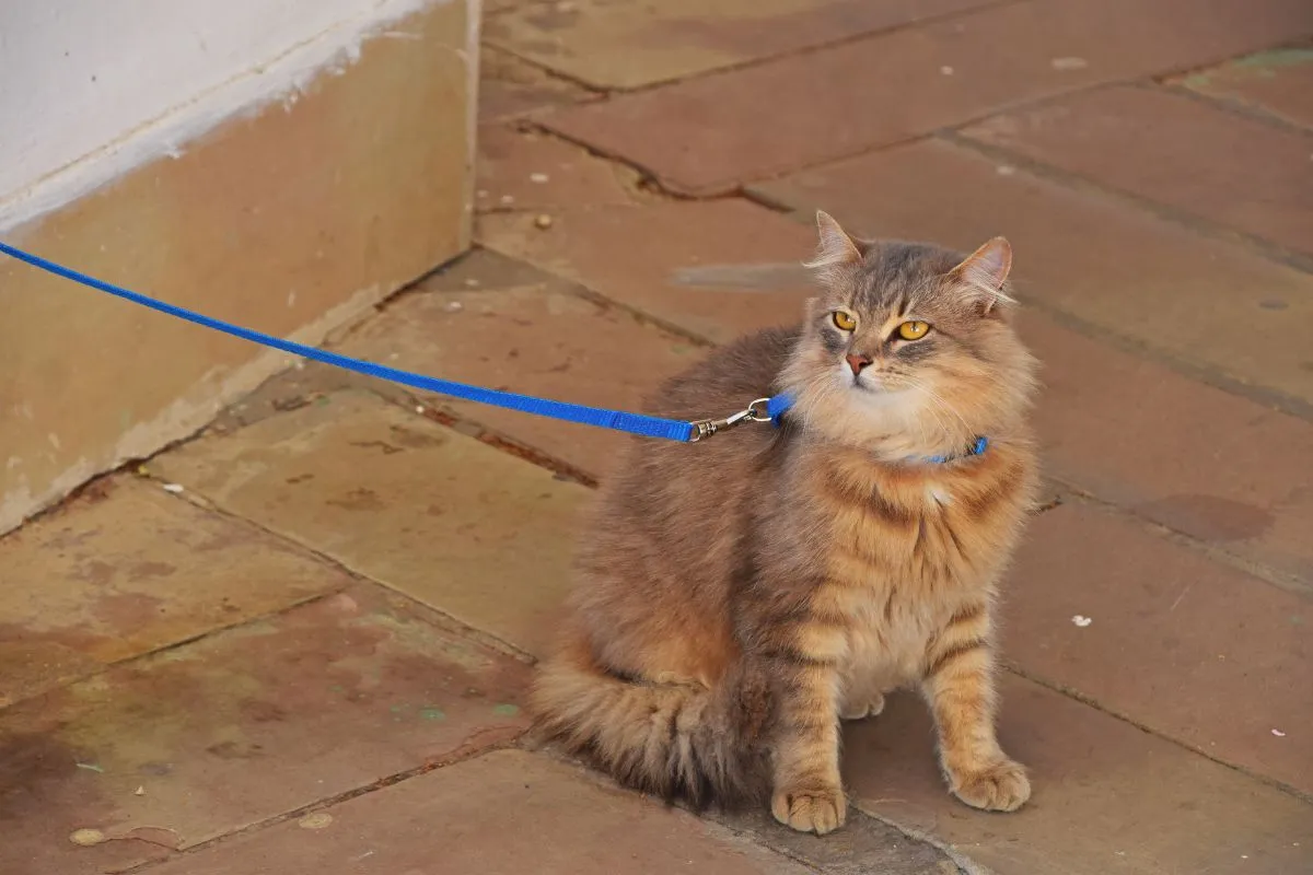 Passear com Gatos: Caminhada é Benéfica para seu Felino