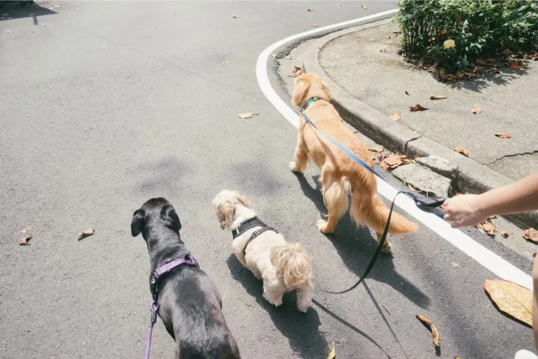 Passeio Com Cachorrinho Filhote Tudo que Precisa Saber