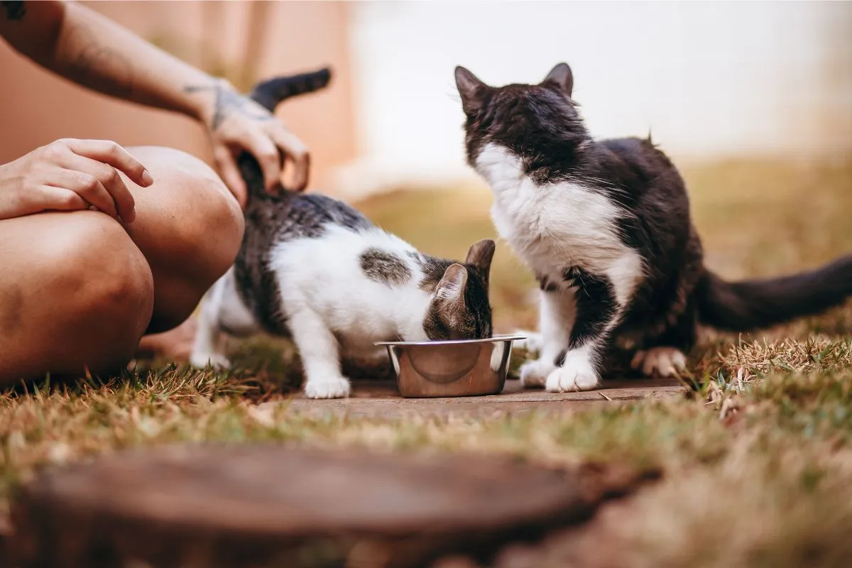 Quantas Vezes por Dia os Gatos Devem Comer?