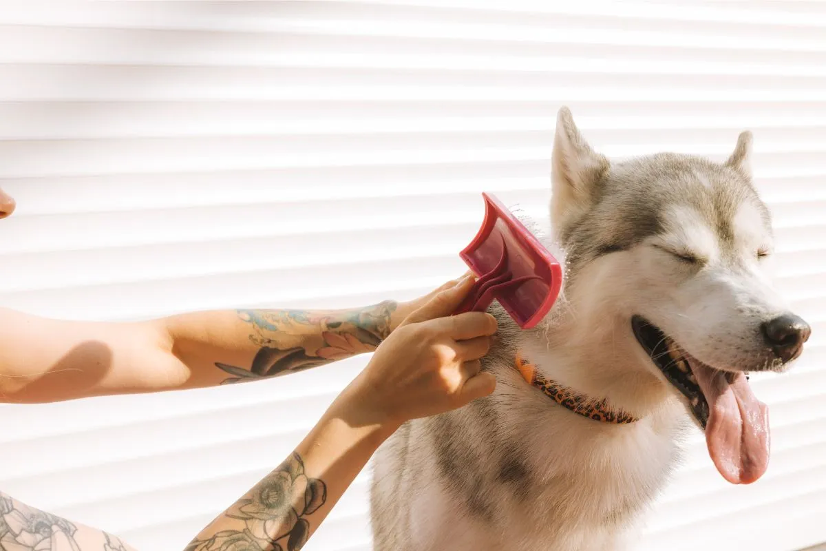 Queda de Pelos em Cães, Mantenha Seu Cachorro Saudável