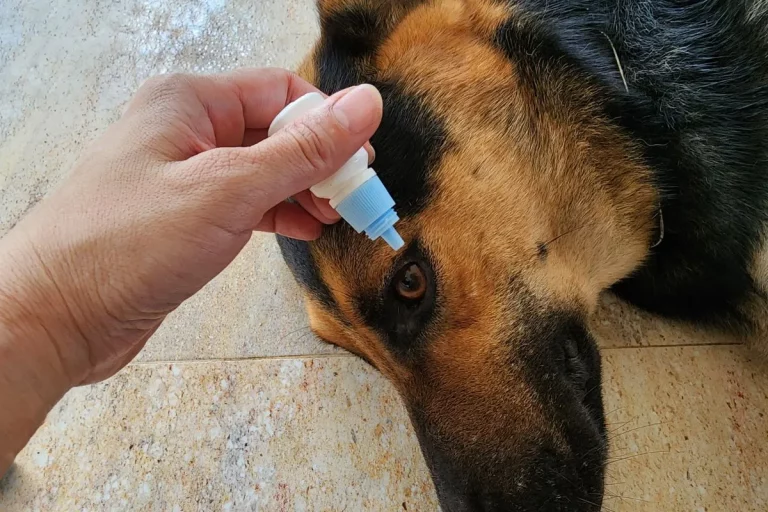 Remela nos Olhos do Cachorro, Cuidados para Prevenir Irritação