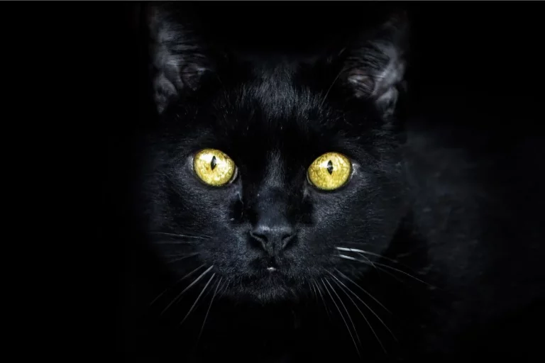 A Mística do Gato Preto sobre o Felino mais Enigmático