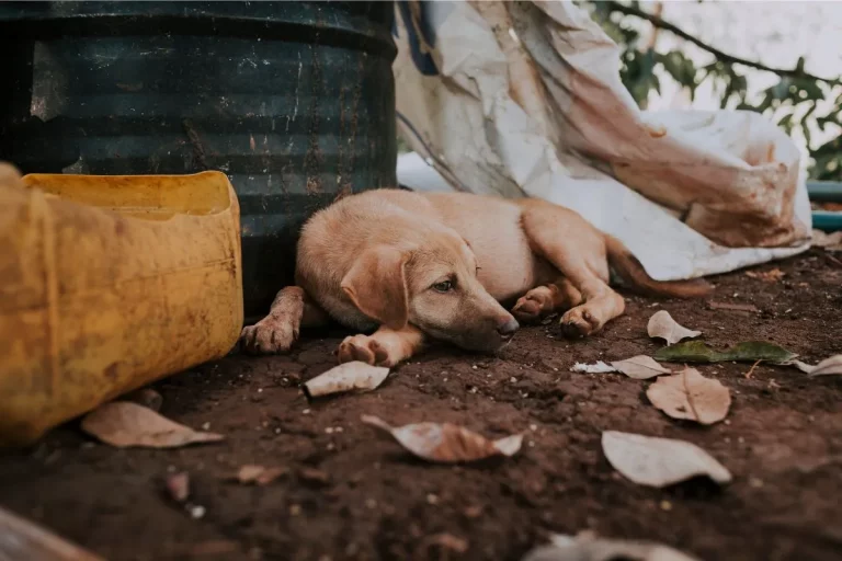 Adoção de Cachorros Vira-latas: Salve Vidas e Receba Amor!