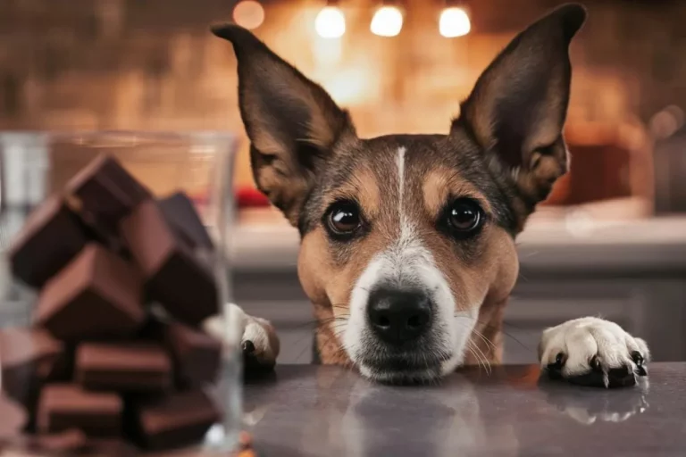 Ajuda! Meu Cachorro Comeu Chocolate: O Que Posso Fazer?