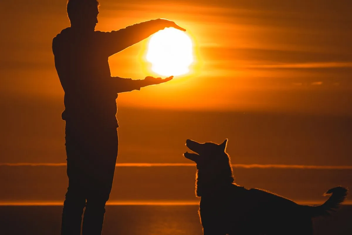 Banho de Sol para Cães: Vital para o Bem-Estar do seu Pet!