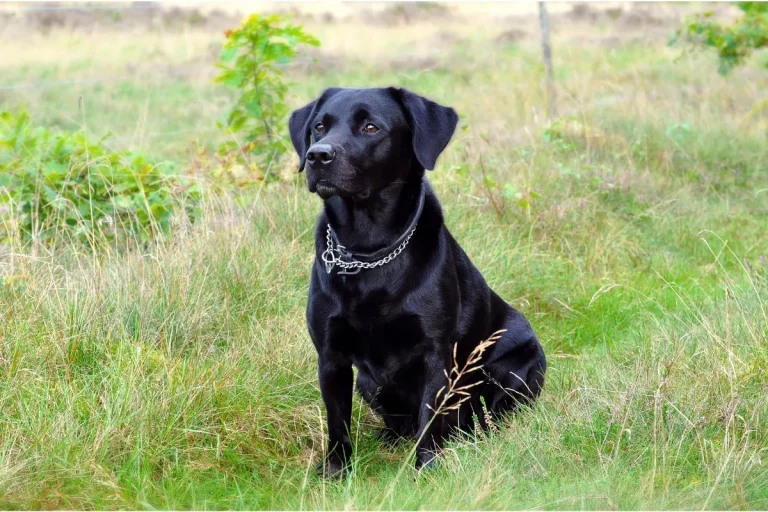 Cães têm a sensibilidade para detectar espíritos, Qual a Verdade?