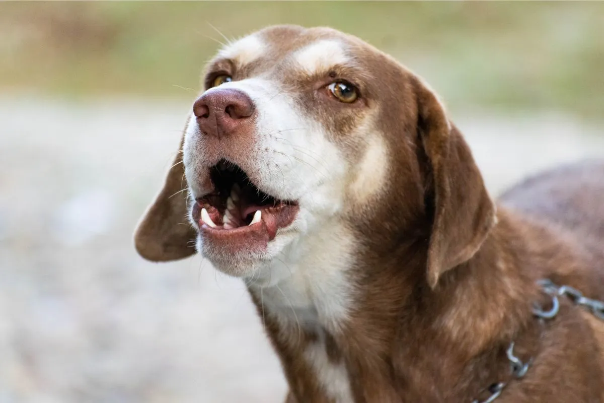 Controlar o Latido Excessivo em Cães: Guia para Donos de Pets