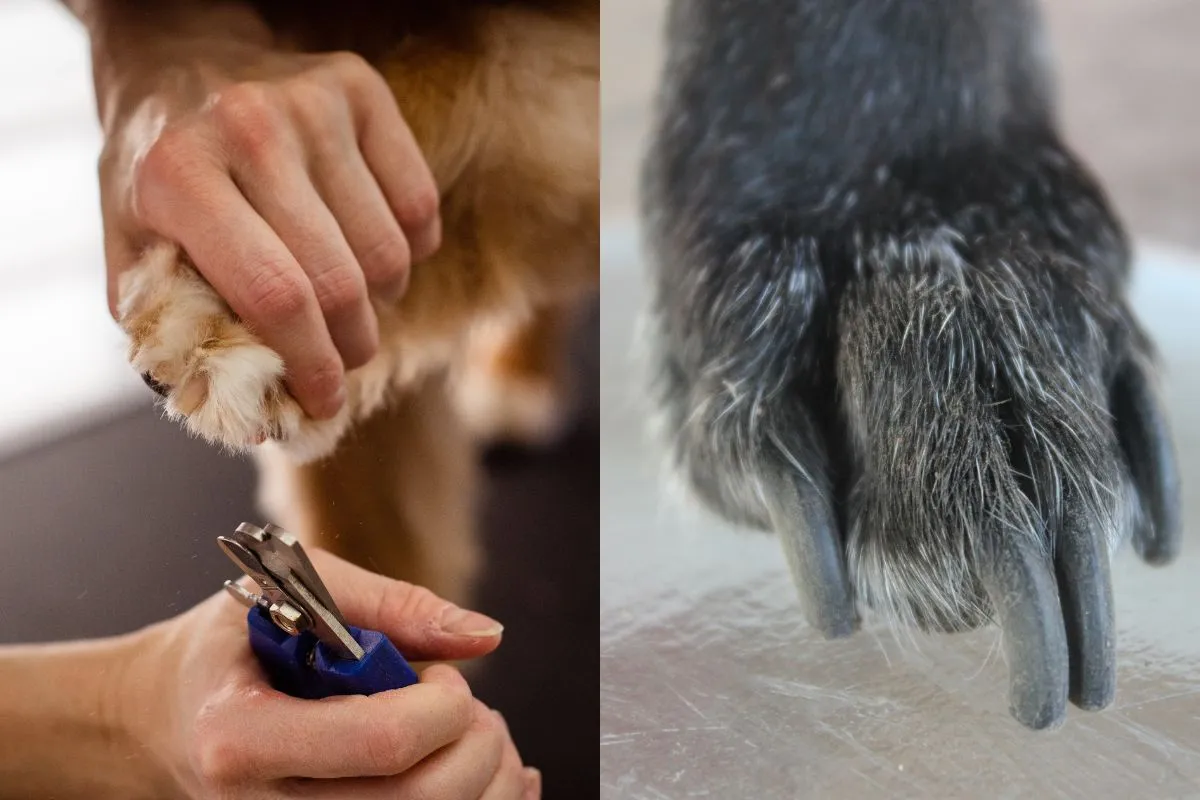 Cortar as Unhas do Seu Cachorro em Casa: Dicas Essenciais