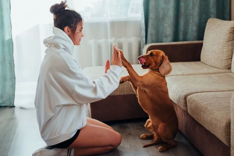 Descubra se Você Brinca Suficiente com Seu Fiel Amigo Peludo