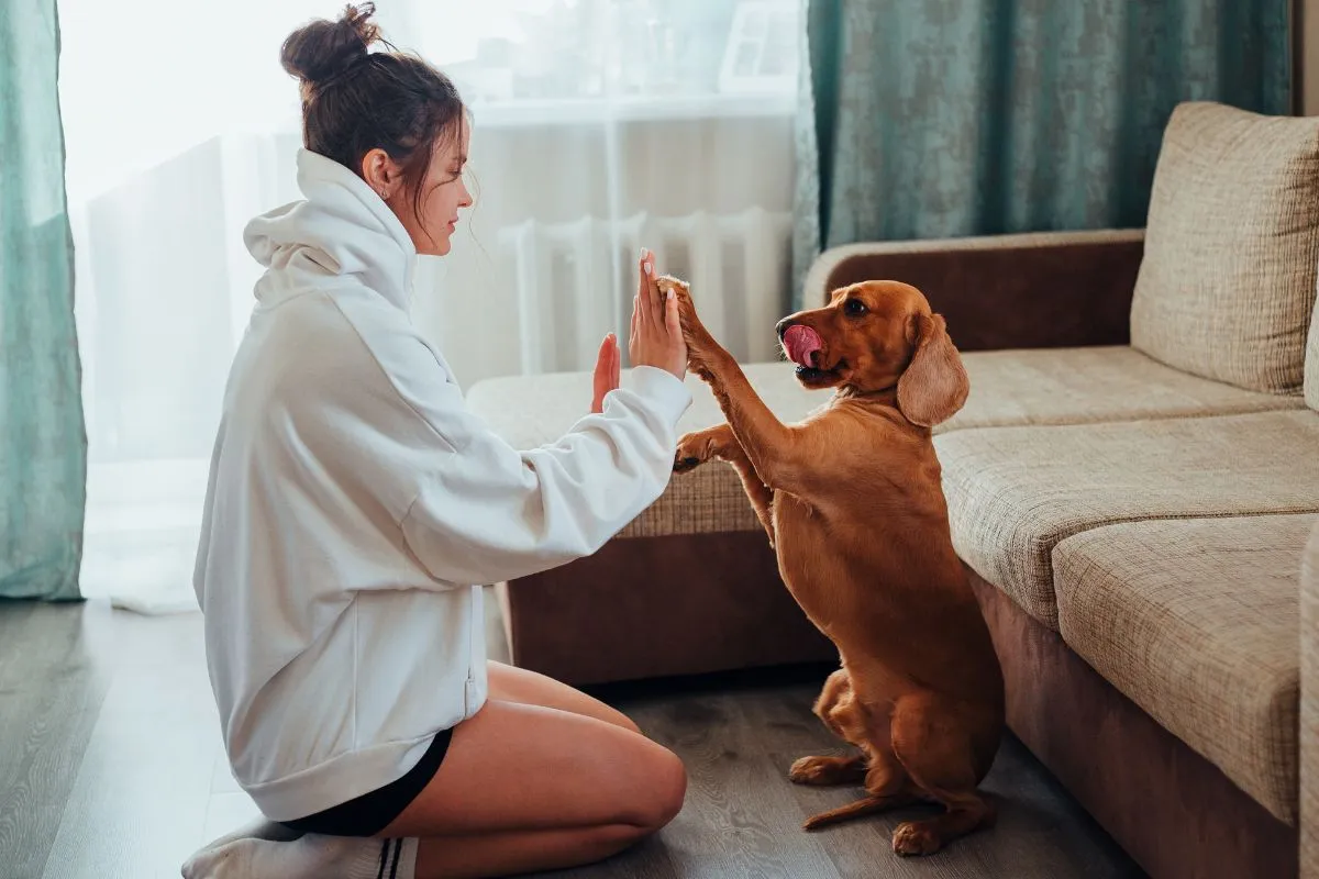 Descubra se Você Brinca Suficiente com Seu Fiel Amigo Peludo