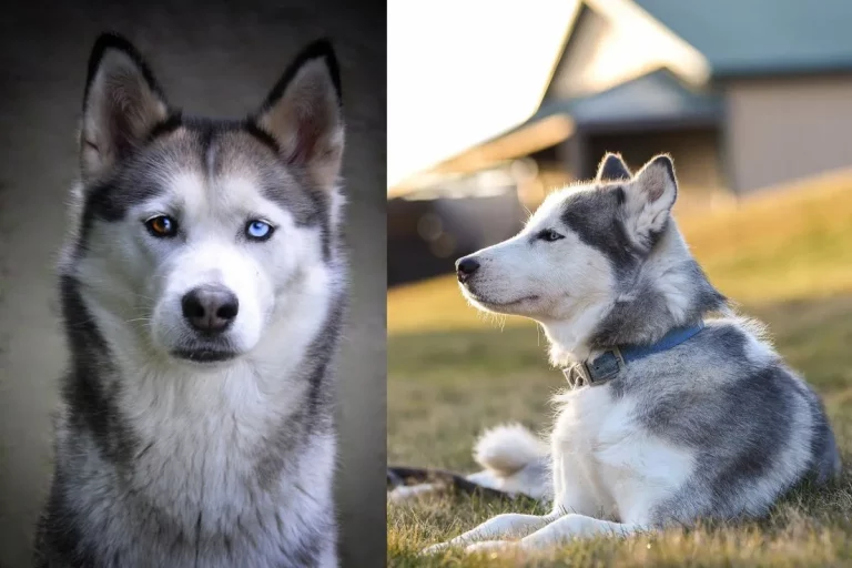 Vantagens e Desafios de Ter um Husky Siberiano de Estimação!