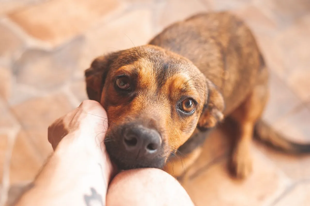 Acalme seu Cachorro de Maneiras Gentis e Promova o Bem-Estar