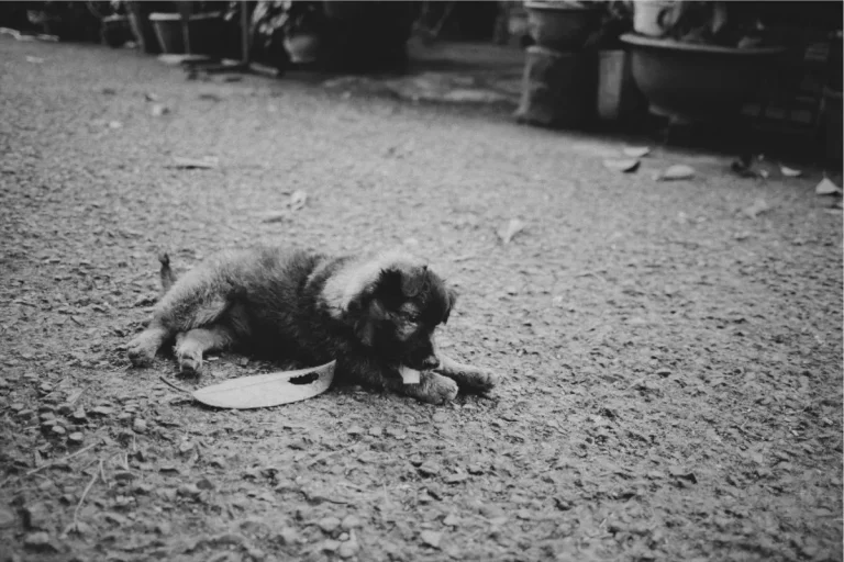 Achei um Filhote de Cachorro Abandonado na Rua: O Que Fazer?