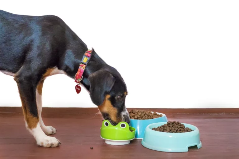 Alimentação Canina: Qual Frequência Diária para Nutrir meu Cão?