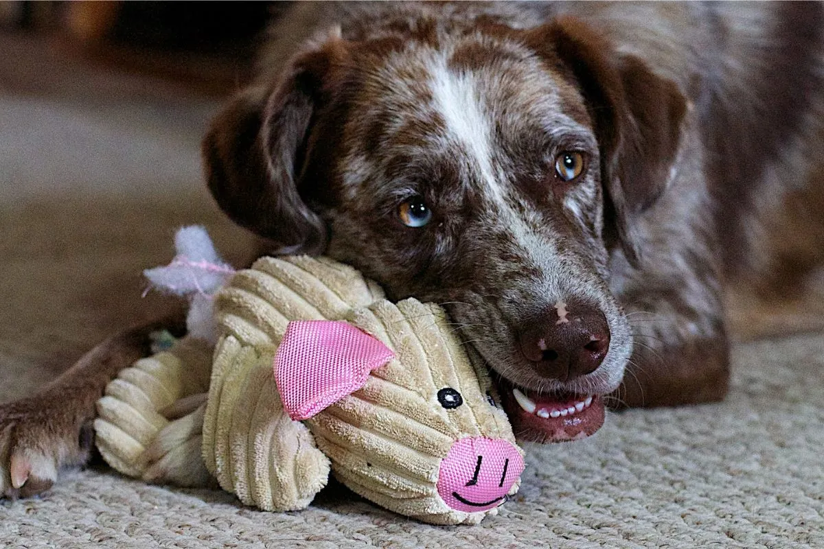 Brinquedos Resistentes: A Solução Ideal para Cães Destruidores