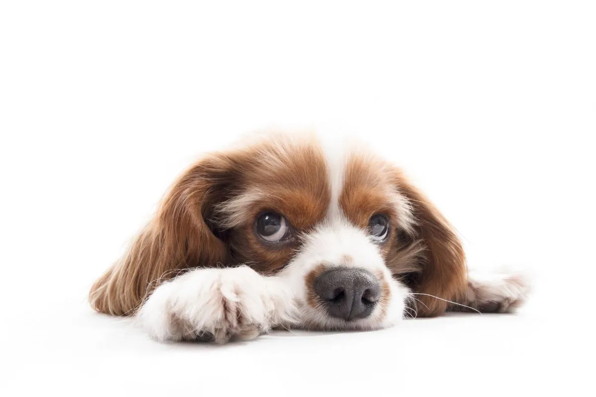 Coisas que Donos Adoram e Cães Odeiam: Deixe Seu Pet Feliz!