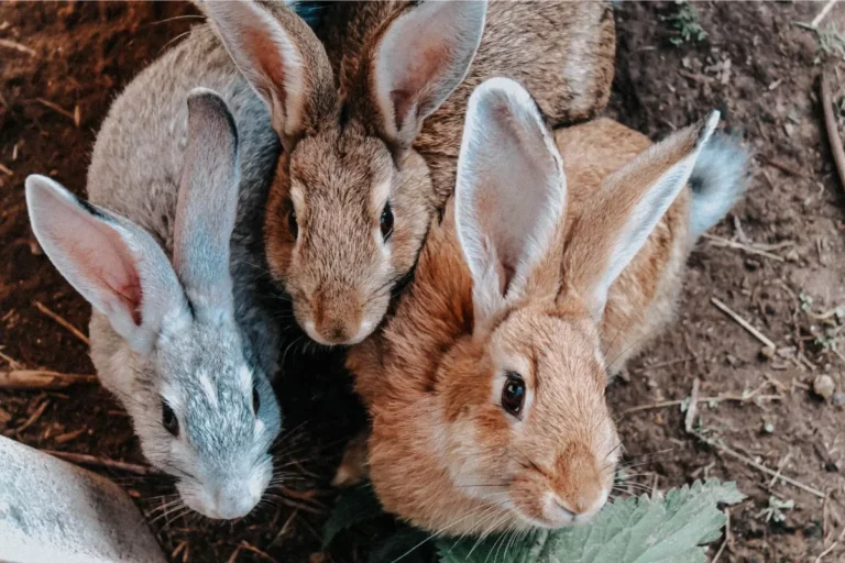 Criar Coelhos como Animais de Estimação: Guia para Tutores!