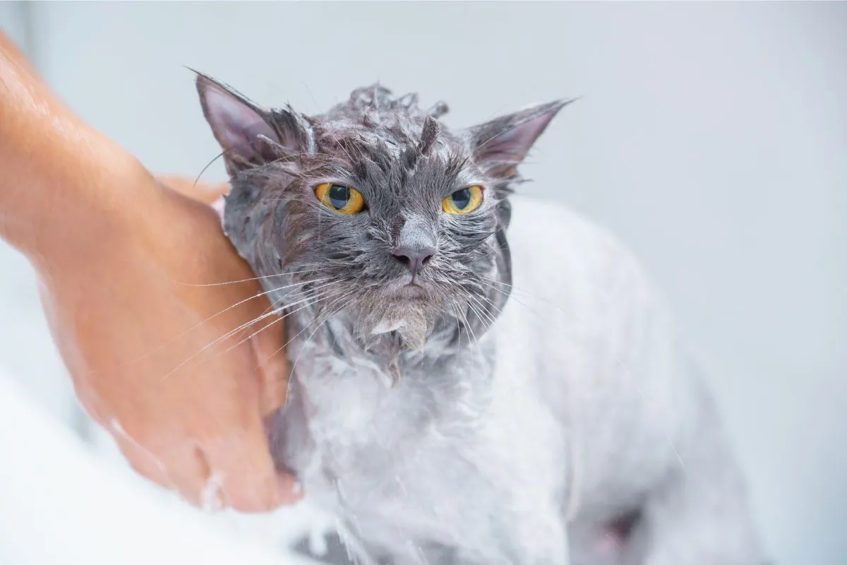 Devemos Dar Banho em Gatos? Uma Análise Cuidadosa