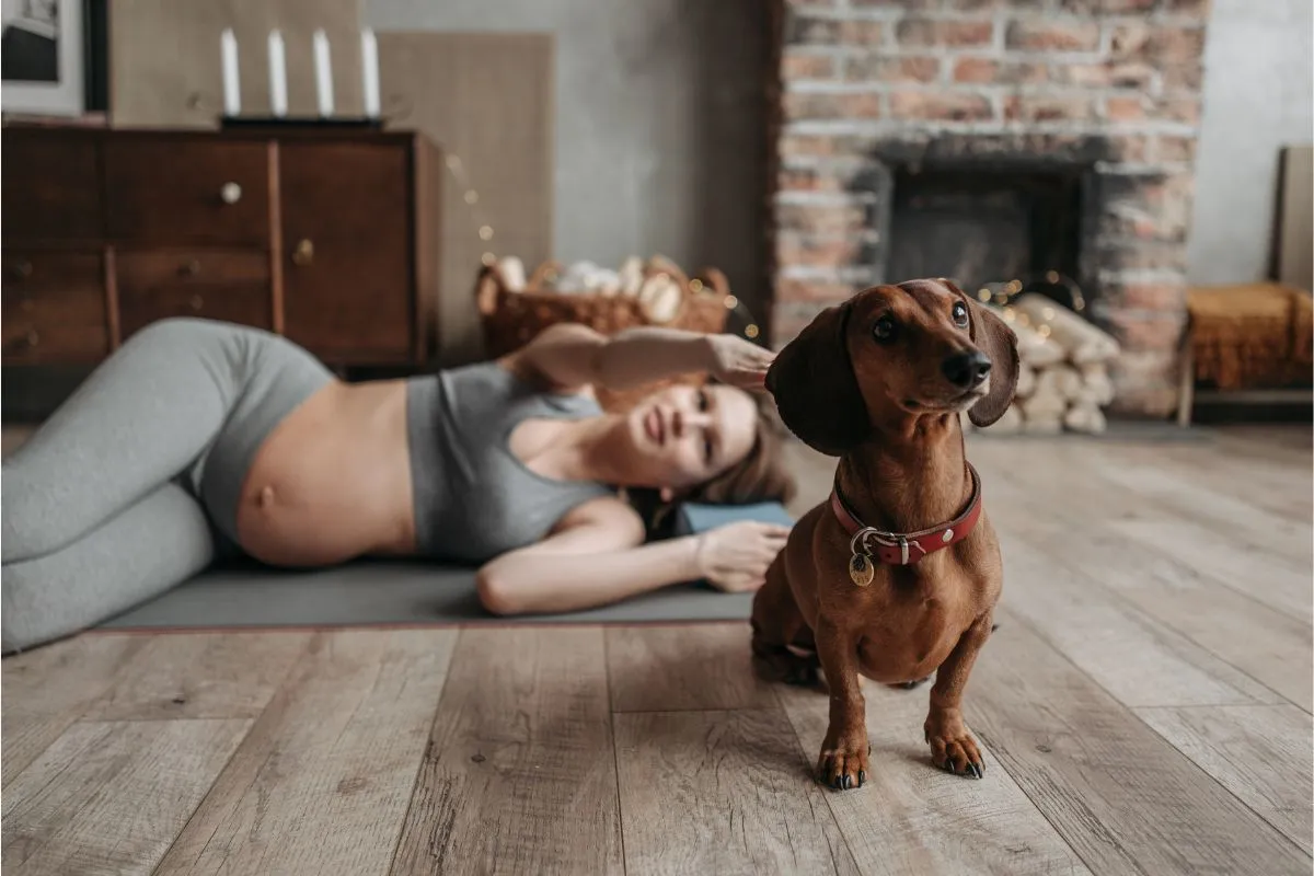 Grávida e com um Cão: Prepare seu Pet para Chegada do Bebê