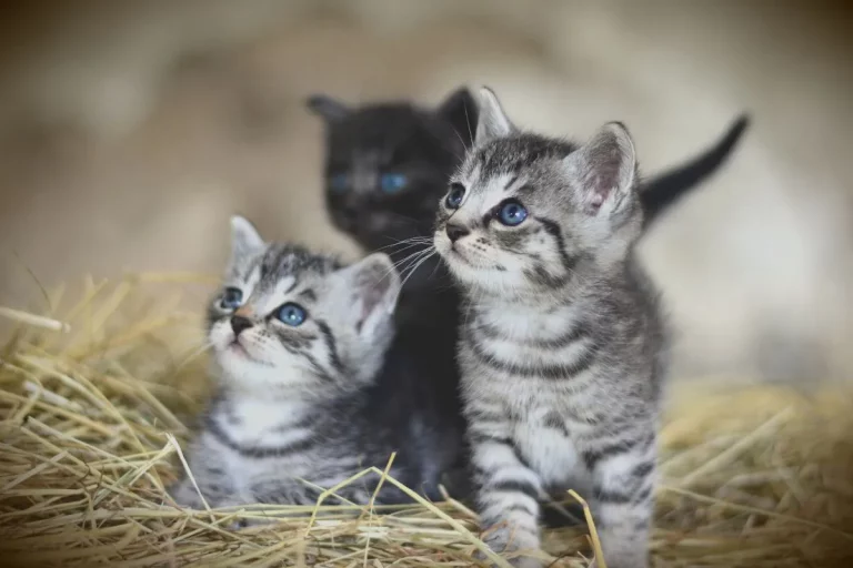 Novos Tutores: Adoção e Cuidados com Filhotes de Gato