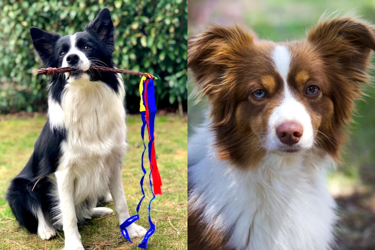 O Fascinante Mundo dos Border Collies: Inteligência e Lealdade