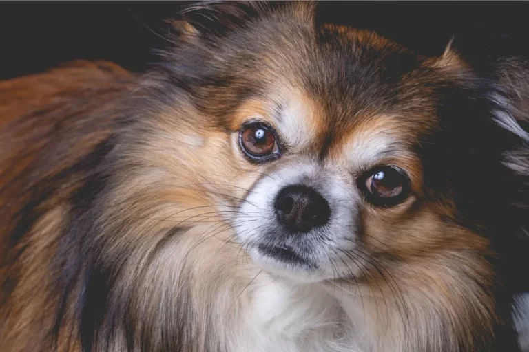 Preservar os Bigodes dos Cachorros O Sexto Sentido Canino