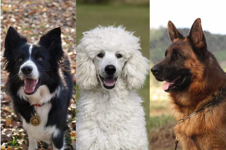 Raças de Cachorro inteligentes: Conheça as Estrelas Caninas