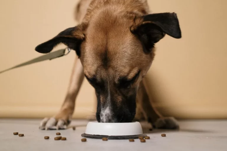 Alimentação Canina Variada: Alimentos Seguros Além da Ração