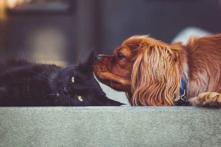 Estratégias Comprovadas para Gatos e Cachorros Se Darem Bem!