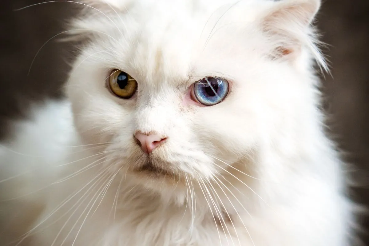 Heterocromia Felina: O Fascínio dos Olhos Bicoloridos dos Gatos