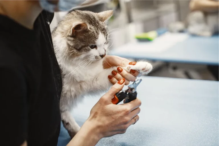 Devo Cortar as Unhas do Gato? Guia para Tutores Responsáveis