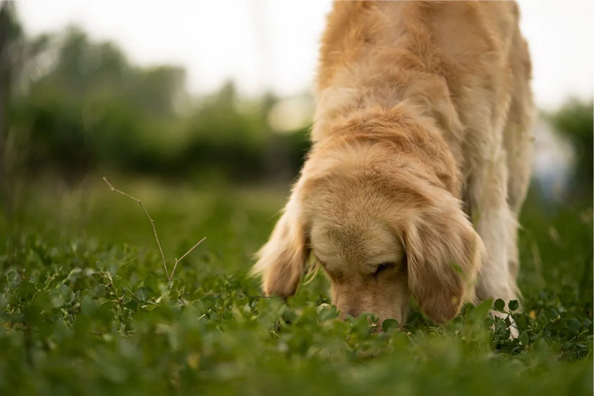 Hábito Canino: Por Que os Cães Comem Mato e Quais os Riscos?