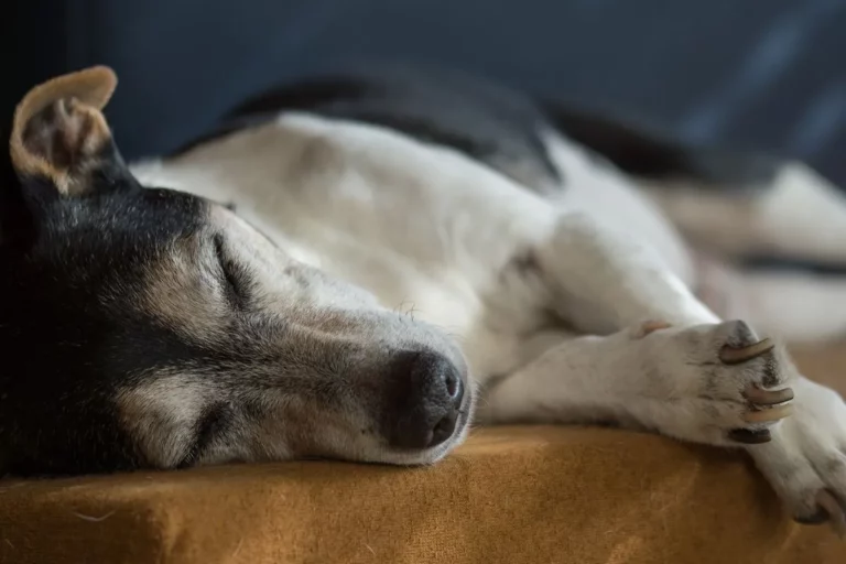 Onde o Cachorro Gosta de Dormir? As Preferências Caninas!