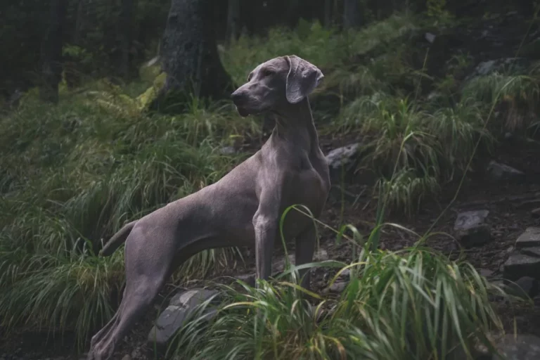 Pelagem Saudável: Cuidados para Cachorros de Pelo Curto!