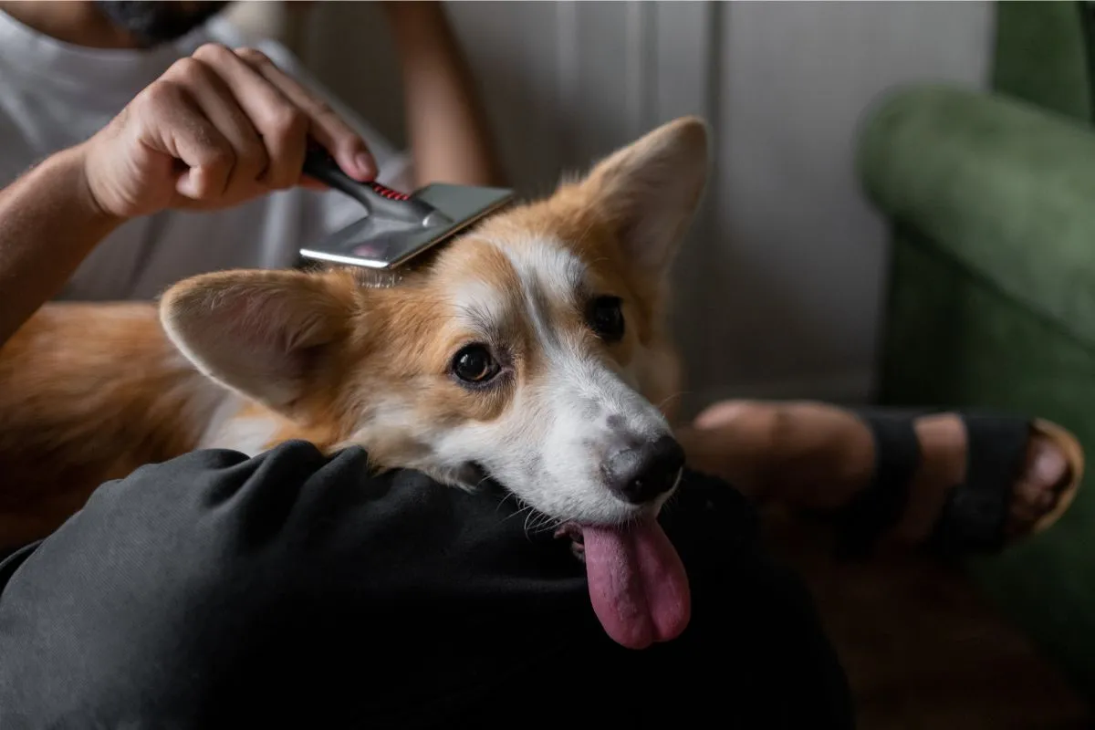 Promovendo o Bem-Estar: Escovação dos Pelos do seu Cão