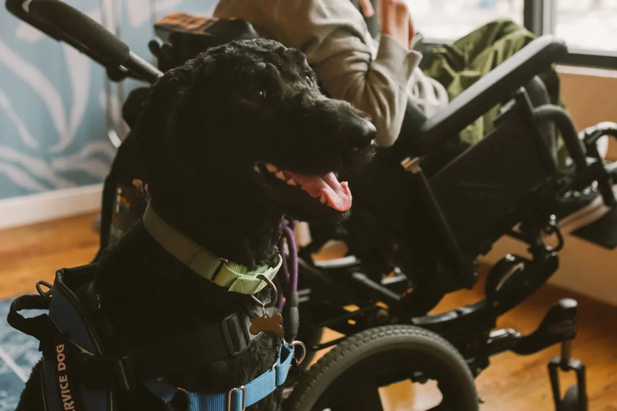 Raças de Cães-Guia: Treinamento e Parceria Todo o Tempo!