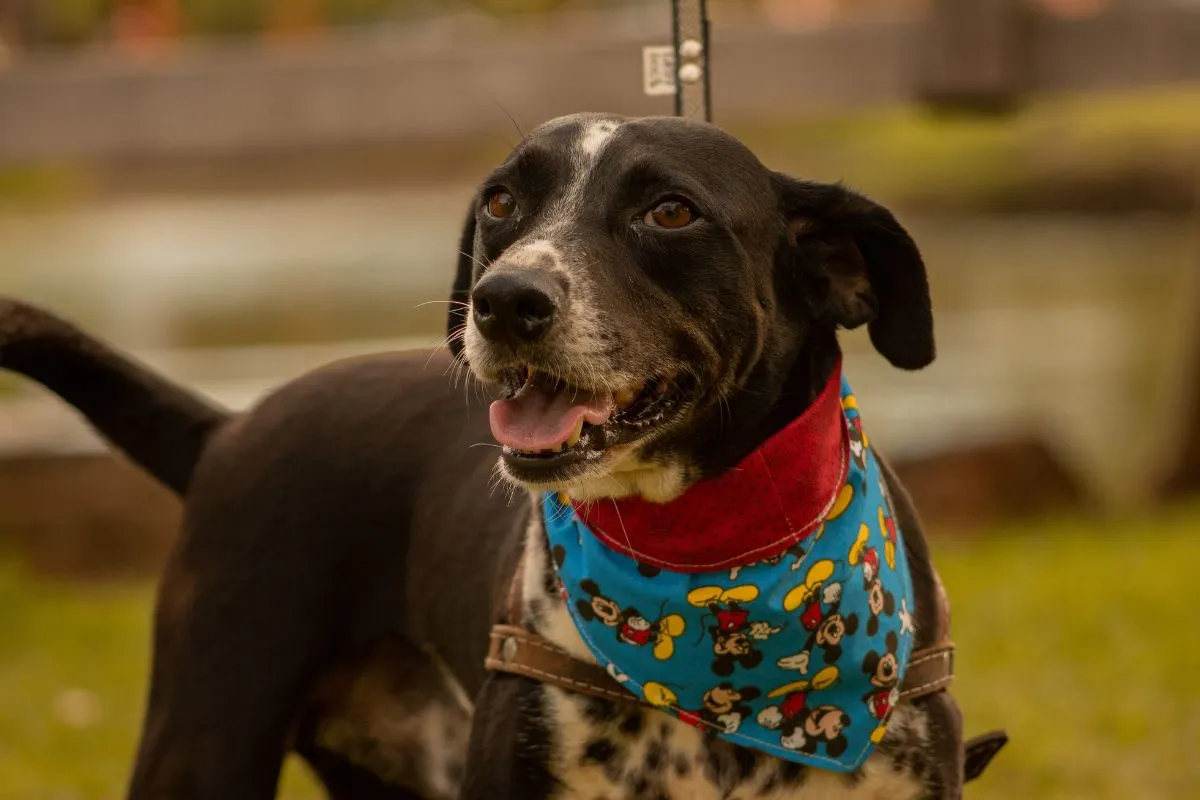 Sem Raça Definida: A Riqueza e o Charme dos Cães Vira-Latas